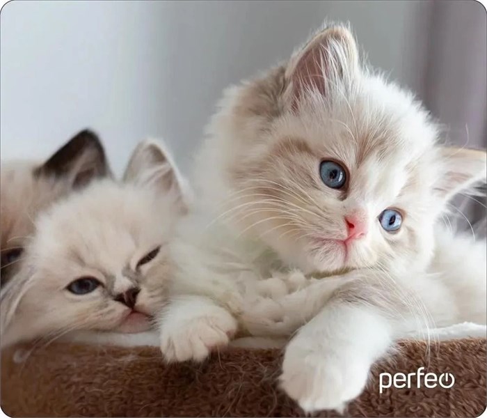 Perfeo Коврик для мыши "Cat", Рис.13 (240*200*2 мм) WMpTxJXaiGMe8-85kBpvB3 - фото 273756