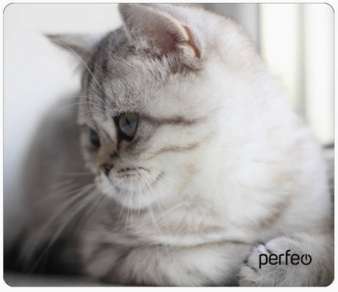 Perfeo Коврик для компьютерной мыши "Cat", Рис.9 (340*280*4 мм), ткань+резиновое основание xdk4tw03gEfgAGJE0XAel1 - фото 370075