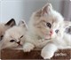 Perfeo Коврик для мыши "Cat", Рис.13 (240*200*2 мм) WMpTxJXaiGMe8-85kBpvB3 - фото 273756