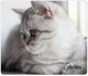 Perfeo Коврик для компьютерной мыши "Cat", Рис.9 (340*280*4 мм), ткань+резиновое основание xdk4tw03gEfgAGJE0XAel1 - фото 370075